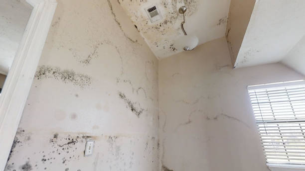 Professional Mold Removal in Crab Orchard, WV