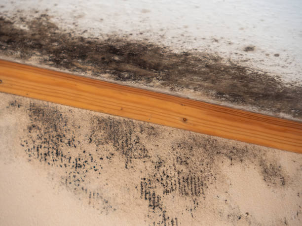 Best Attic Mold Removal  in Crab Orchard, WV